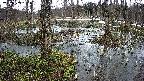 mizubasho1-20250403154018.jpg