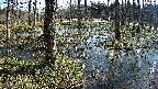 mizubasho1-20250406092016.jpg