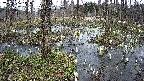 mizubasho1-20250406143017.jpg