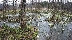 mizubasho1-20250406153017.jpg