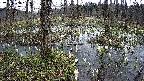 mizubasho1-20250408091017.jpg