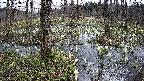mizubasho1-20250408092015.jpg