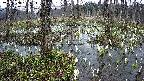 mizubasho1-20250408155016.jpg
