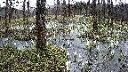 mizubasho1-20250409090015.jpg