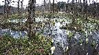 mizubasho1-20250409122017.jpg