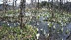 mizubasho1-20250409132019.jpg