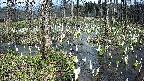 mizubasho1-20250409135017.jpg