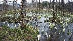 mizubasho1-20250409141019.jpg