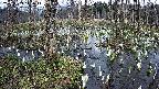 mizubasho1-20250409142017.jpg