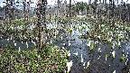 mizubasho1-20250409145016.jpg