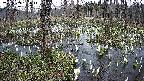 mizubasho1-20250409162017.jpg