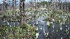 mizubasho1-20250409164017.jpg