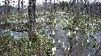 mizubasho1-20250409165018.jpg