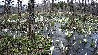 mizubasho1-20250409171015.jpg