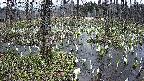 mizubasho1-20250409173016.jpg