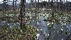 mizubasho1-20250409181017.jpg