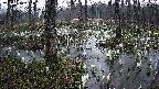 mizubasho1-20250410050016.jpg