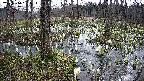 mizubasho1-20250410081018.jpg
