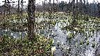 mizubasho1-20250410083018.jpg