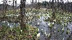 mizubasho1-20250410092016.jpg