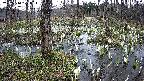 mizubasho1-20250410102017.jpg