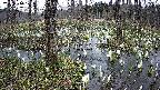 mizubasho1-20250410103018.jpg