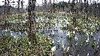 mizubasho1-20250410110019.jpg