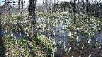 mizubasho1-20250410123017.jpg