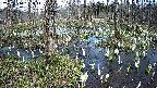 mizubasho1-20250410132016.jpg
