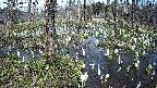 mizubasho1-20250410134017.jpg