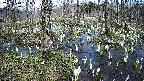 mizubasho1-20250410135015.jpg
