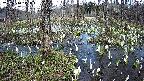 mizubasho1-20250410140017.jpg