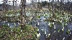 mizubasho1-20250410141016.jpg