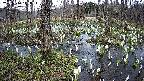 mizubasho1-20250410145016.jpg