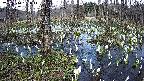 mizubasho1-20250410153016.jpg