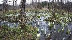 mizubasho1-20250410155016.jpg