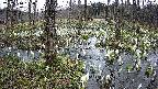 mizubasho1-20250410161018.jpg