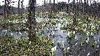 mizubasho1-20250410162016.jpg