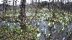 mizubasho1-20250410163017.jpg
