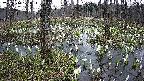 mizubasho1-20250410170017.jpg