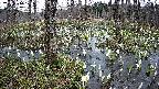 mizubasho1-20250410172018.jpg