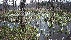mizubasho1-20250410174017.jpg