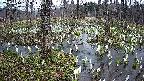 mizubasho1-20250410180017.jpg