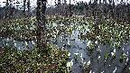 mizubasho1-20250410181018.jpg