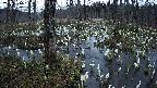 mizubasho1-20250410182015.jpg