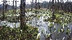 mizubasho1-20250411071017.jpg