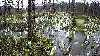 mizubasho1-20250411075015.jpg