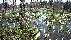 mizubasho1-20250411080016.jpg
