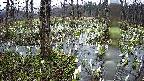 mizubasho1-20250411082017.jpg