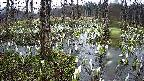 mizubasho1-20250411083017.jpg